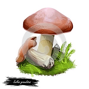 Suillus granulatus, weeping or granulated bolete, pored mushroom closeup digital art illustration. Boletus has brown cap.