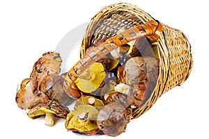 Suillus granulatus, weeping or granulated bolete in wicker basket isolated on a white