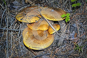 Suillus grevillei commonly known as Greville's bolete and larch bolete
