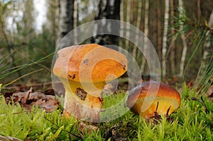 Suillus grevillei mushroom