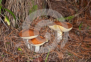 Suillus luteus