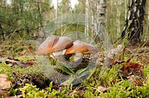 Suillus luteus fungus with forest trees in the background