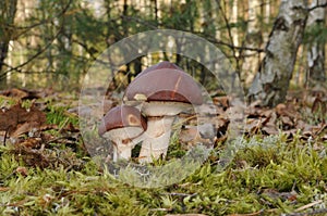 Suillus luteus fungus with forest trees in the background