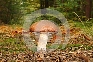 Suillus luteus fungus with forest trees in the background