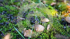 Suillus luteus grow in green moss. Autumn time