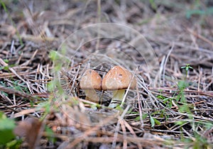 Suillus luteus mushroom.