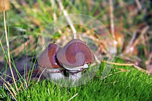 Suillus luteus slippery jack or sticky bun mushrooms photo