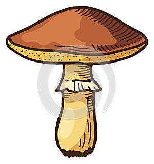 Suillus mushroom. Color hand drawn edible fungus