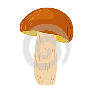 Suillus mushroom. Edible fungus. Cartoon flat style isolated on the white