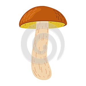 Suillus mushroom. Edible fungus. Cartoon flat style isolated on the white