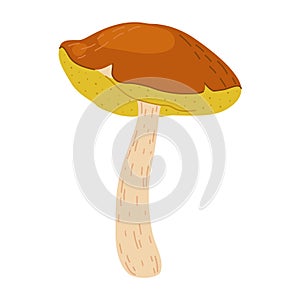 Suillus mushroom. Edible fungus. Cartoon flat style isolated on the white