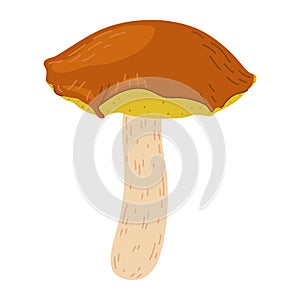 Suillus mushroom. Edible fungus. Cartoon flat style isolated on the white