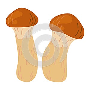 Suillus mushroom. Edible fungus. Cartoon flat style isolated on the white