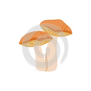 Suillus mushroom. Edible fungus. Vector cartoon illustration.