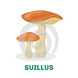 Suillus mushroom. Organic plant, ingredient for delicious food.