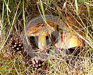 Suillus mushrooms