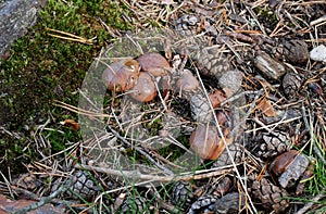 Suillus mushrooms on the brown background
