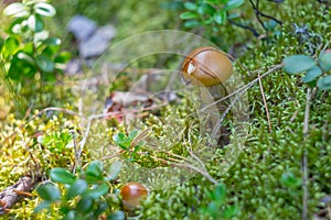 Suillus mushrooms with brown hat grows in moss and cranberries