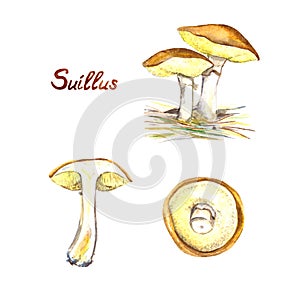 Suillus mushrooms set, growing, whole and cut