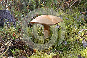 Suillus plorans. Greasers forest crying closeup