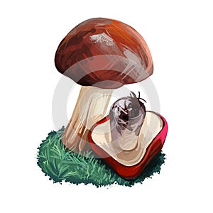 Suillus pseudobrevipes edible mushroom closeup digital art illustration. Boletus cap ande body. Mushrooming season, plant growing