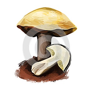 Suillus pungens, pungent slippery jack or the pungent suillus. Edible mushroom closeup digital art illustration. Boletus cap body