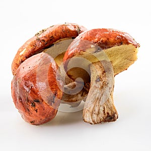 Suillus. Slippery Jack. Forest mushroom. Isolated