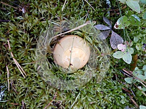 Suillus surrounded by sphagnum