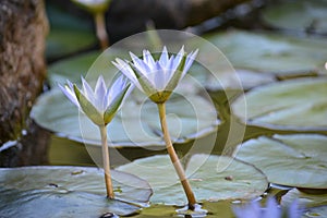 Suiren False lotus photo