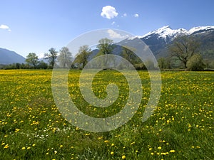 Suiss traditional spring landscape