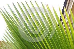 A suitable plant as a home or office decoration. palm leaf details for background purposes