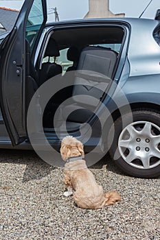 Suitcase in the back of a car and dog