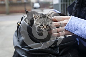 Suitcase with kittens