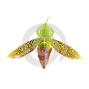 The Sukhakulâ€™s Paphiopedilum flower is in bloom