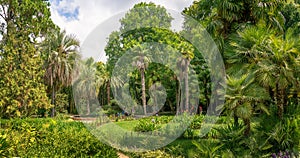 Sukhumi botanical garden. Sukhumi / Abkhazia 23 August 2019