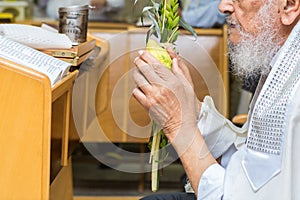 Sukkot. Hands of an elderly man holding lulav and etrog