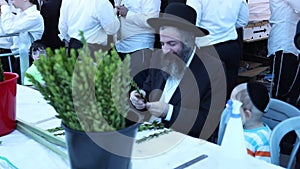 Sukkot in Jerusalem. Etrog & Lulav adasa Rabbi