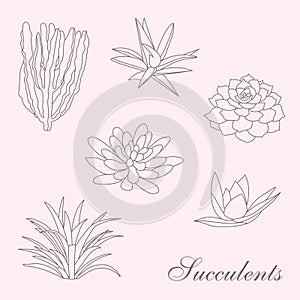 Sukkulents vector