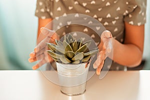 Sukulent flower in children`s hands on a white background