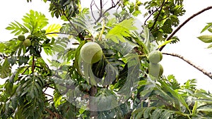 Sukun or breadfruit hanging on the tree.