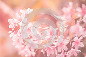 Sukura background Cherry blossom flowers on spring season and Soft focus Process Pastel tone