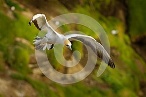 Sula serrator - Australian Gannet - takapu flying above the nesting colony in New Zealand