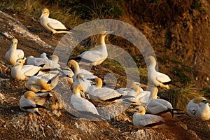 Sula serrator - Australian Gannet - takapu flying above the nesting colony in New Zealand