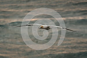 Sula serrator - Australian Gannet - takapu flying above the nesting colony in New Zealand