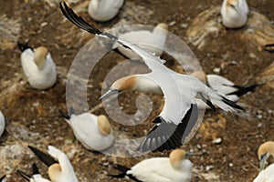 Sula serrator - Australian Gannet - takapu flying above the nesting colony in New Zealand