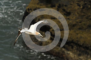 Sula serrator - Australian Gannet - takapu flying above the nesting colony in New Zealand