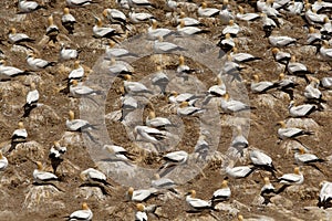 Sula serrator - Australian Gannet - takapu flying above the nesting colony in New Zealand