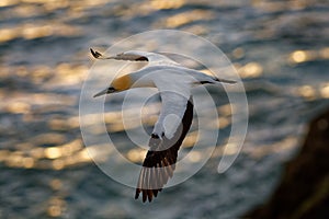 Sula serrator - Australian Gannet - takapu flying above the nesting colony in New Zealand