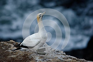 Sula serrator - Australian Gannet - takapu flying above the nesting colony in New Zealand