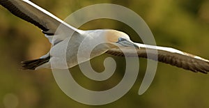 Sula serrator - Australian Gannet - takapu flying above the nesting colony in New Zealand